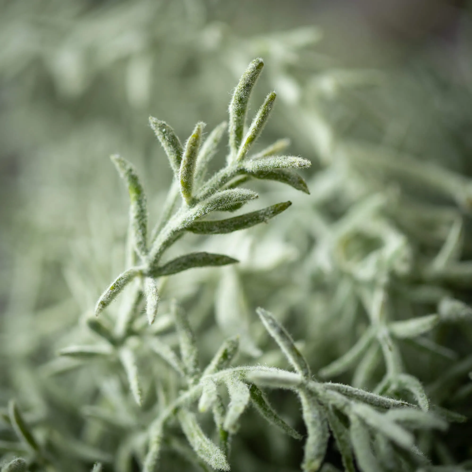 Feathery Rosemary Spray