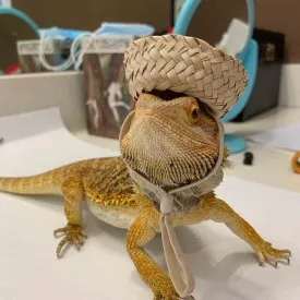Sombrero Hat for Reptiles